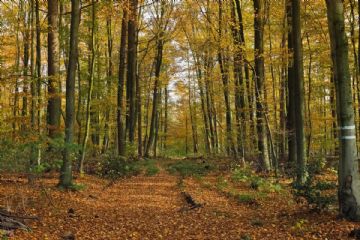Attivit&#224; di taglio piante in aree pertinenti gli elettrodotti AT di TERNA