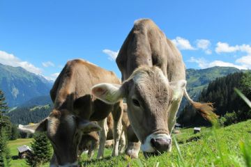 gara per affitto patrimoniale alpe vedabia ed alpe airaga