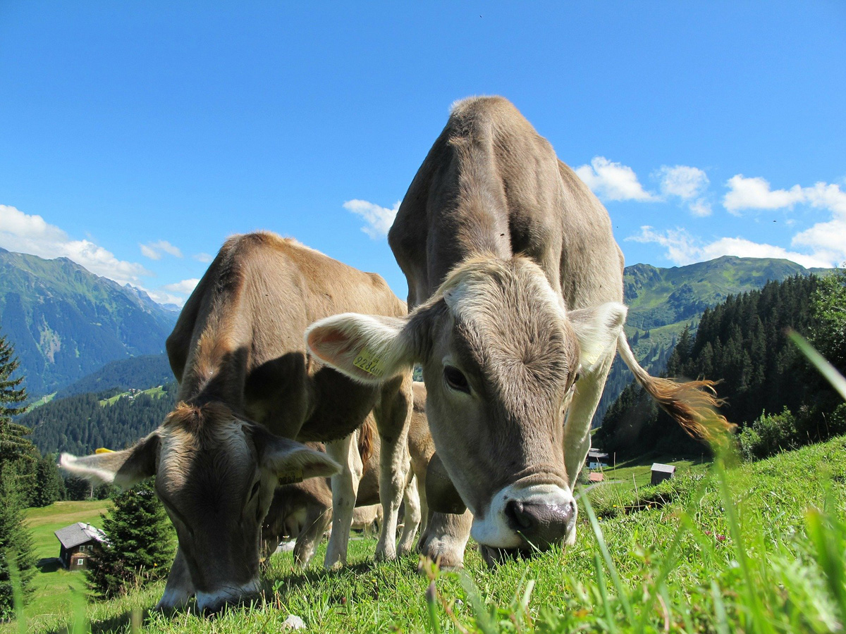 gara per affitto patrimoniale alpe vedabia ed alpe airaga